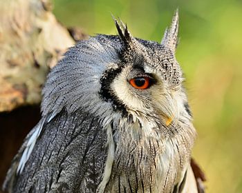 Portrait d'un hibou nain à oreilles blanches