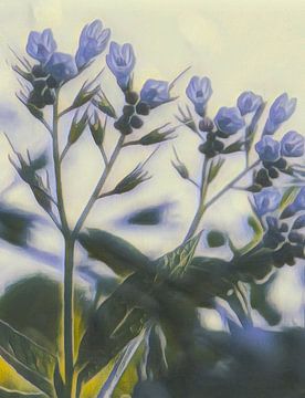 Blue Wood hyacinth by Niek Traas