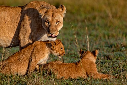 Moeder leeuw met kinderen