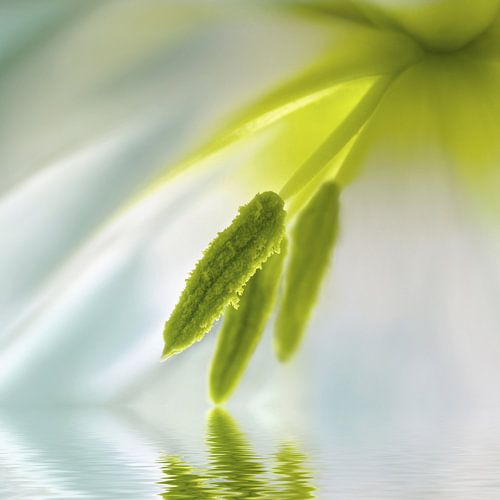 Tulp detail