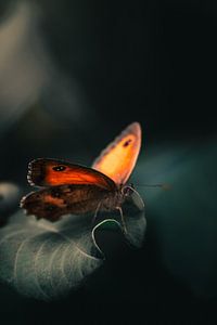 Mystischer orangefarbener Schmetterling auf dunklem Blatt - Natur im Kontrast