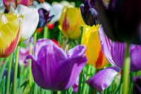 Tulips give colour