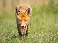 Fuchs in den Amsterdamer Wasserversorgungsdünen