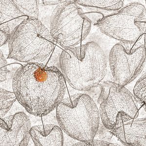 Squelette physalis