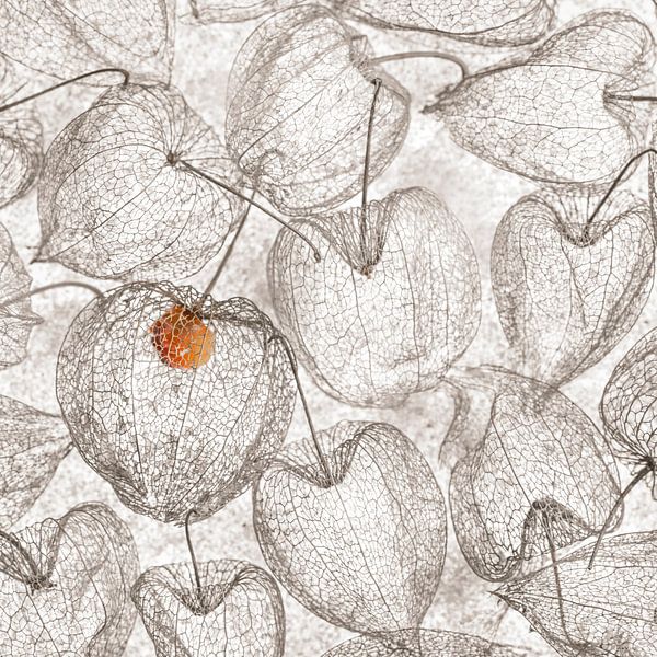 Skelett Physalis von Christl Deckx