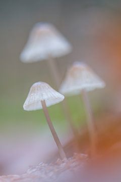 Drie musketiers van Danny Slijfer Natuurfotografie