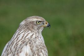 Habicht (Astur gentilis albidus) von Tanja van Beuningen