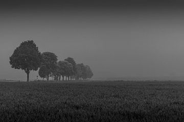 Bomenrij In Een Mistig Landschap