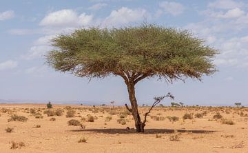 Boom Sahara woestijn (Erg Chegaga -  Marokko) van Marcel Kerdijk
