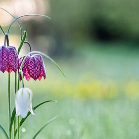 Kievitsbloemen in ochtendlicht van Mario Brussé Fotografie