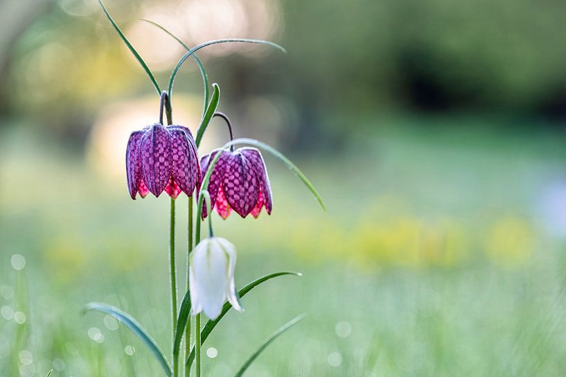 Kievitsbloemen in ochtendlicht van Mario Brussé Fotografie