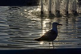 SEAGULL 1 by Miroslav Ptacek