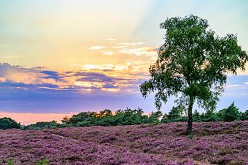 Coucher de soleil sur un paysage de bruyère