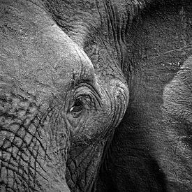 Elephant Portret sur Jonathan Rusch