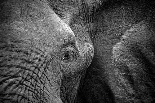 Olifant Portret