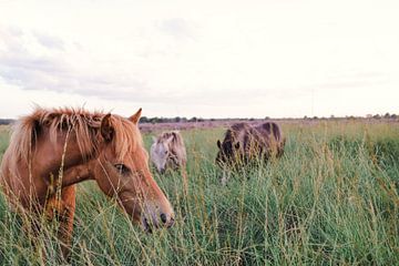 Wilde paarden op de Kampina