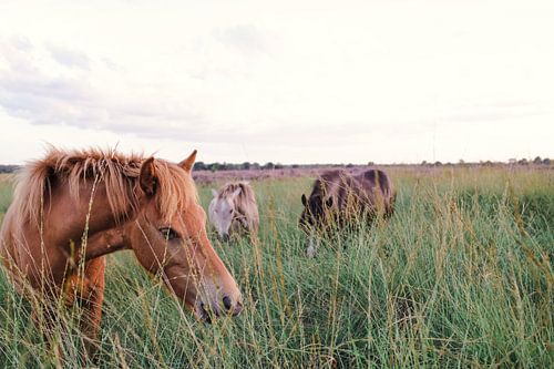 Chevaux sauvages sur le Kampina