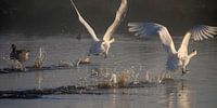 Swans on the runway