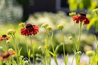 Beautiful red flower