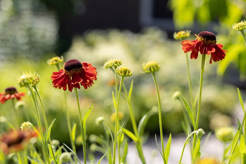 Beautiful red flower by Cheyenne Bevers Fotografie