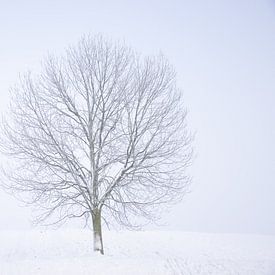 Sneeuwboom van Ingrid de Vos - Boom