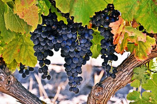 blue grapes on the vine