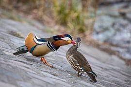 Wat plagen, liefhebben. - Mandarijn eend koppel 3 van t.ART
