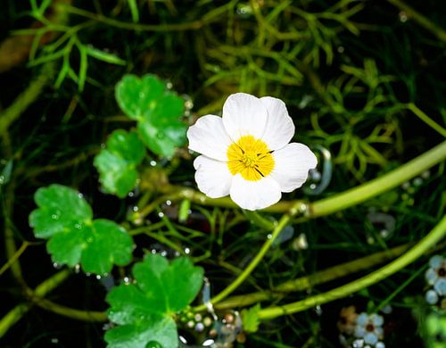 Witte bloem van een kraaiachtige in een tuinvijver