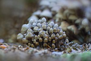 Paddenstoelen groeien op de grond van een loofbos in de herfst