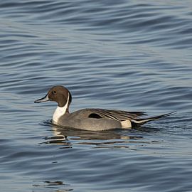 Pfeilschwanz von Cees van der Linden