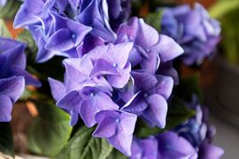 The first flowers in the Emsland garden by Bianca Meyering Fotos - BMF