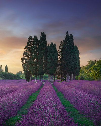 Lavendelveld en cipressen. San Guido, Bolgheri, Toscane,