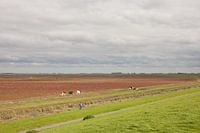 The Salt marsh