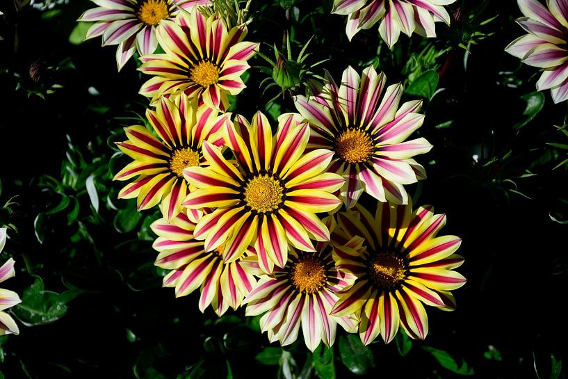 Treasure flower by Frank's Awesome Travels