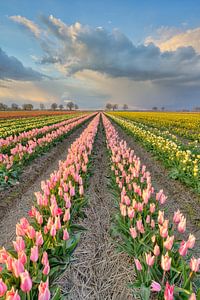 Tulpenfeld im Rheinland