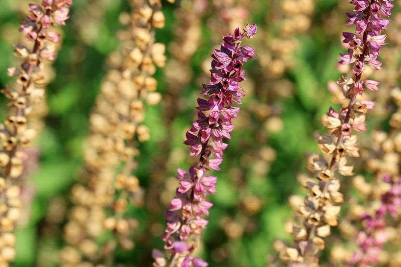 Uitgebloeide bloemen van Jolanta Mayerberg