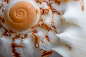 La spirale d'un coquillage sur Jolanda de Jong-Jansen