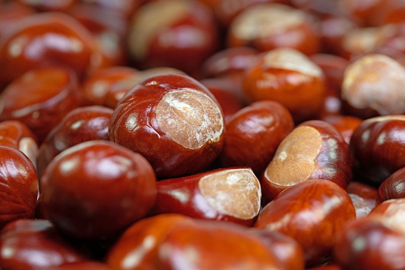 Horse chestnuts by Michael Schuppich