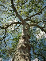 Der berühmteste Baum in Bergen op Zoom (Gartenplakat?)