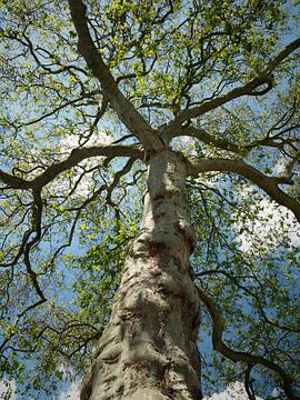 Der berühmteste Baum in Bergen op Zoom (Gartenplakat?) von Ellen Nipshagen