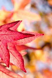 Twins van Hans Lunenburg