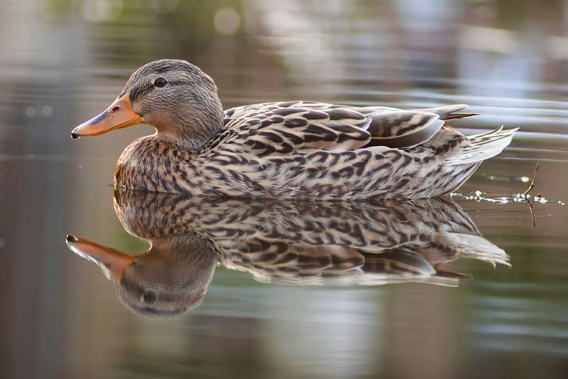 Ente auf dem Wasser von Dirk Maes