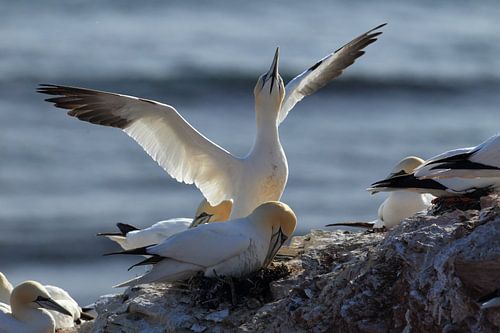 Basstölpel Insel  Helgoland Deutschland