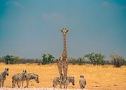 African Giraffe in Namibia, Africa by Patrick Groß thumbnail