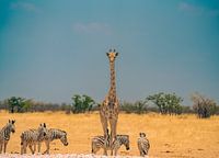 Afrikaanse giraffe in Namibië, Afrika