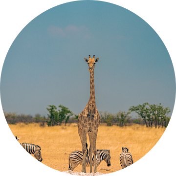 Afrikaanse giraffe in Namibië, Afrika van Patrick Groß