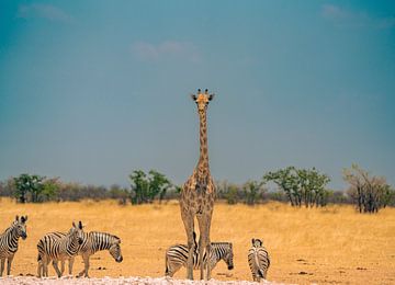 African Giraffe in Namibia, Africa by Patrick Groß