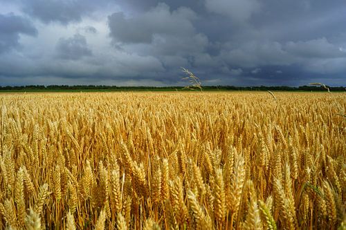 Graanveld met grijze lucht