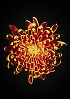 Chrysanthemum