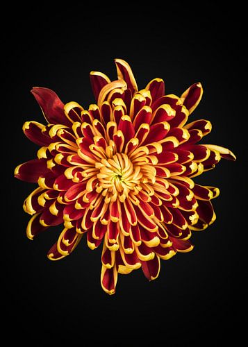 Chrysanthemum